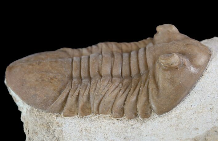 Prone Asaphus Plautini Trilobite - Russia #89067